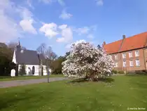 Schlosskapelle und Haupthaus von Schloss Herten und davor eine bl�hende Stern-Magnolie (Kreis RE, NRW, M�rz 2014)