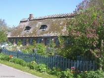  Caf Lichthof!  in Falshft in der Geltinger Birk nrdlich von Kappeln (Kreis Schleswig-Flensburg, Schleswig-Holstein, Mai 2010)