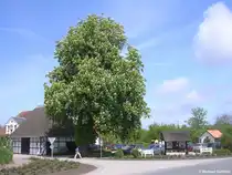 Einfahrtstra�e in das Fl�chendenkmal Sieseby (Kreis Rendsburg-Eckernf�rde, Schleswig-Holstein, Mai 2010)