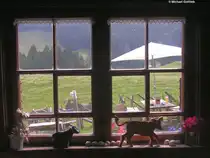 Alpe Gschwendnerberg - oberhalb des Gro�en Alpsees bei Immenstadt (Oberallg�u, August 2010)