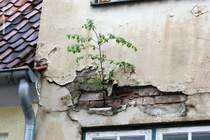 Hinterhof-Romantik in Lbeck (Mai 2011)