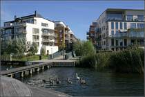 Neubaugebiet  Hammarby sy�stad . Eine Schwanenfamilie unterwegs in Stockholms Gew�ssern. 29.8.2007 (Matthias)
