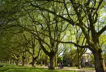 Plac Jasne Błonia im. Jana Pawła II - Szczecin (an der ehemaligen Quistorp Stra�e in Stettin).

Aufnahmedatum: 24. Mai 2015.