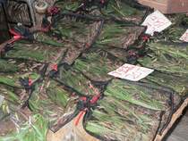 Birds Garden in Kowloon. Hier werden V�gel und auch Grillen verkauft. 09/2007