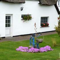 Herbstzeitlose in einem Garten in einer ruhigen Nebenstrae von Middelhagen (Mnchgut, Rgen, September 2012)
