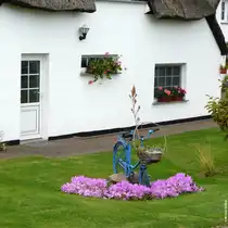 Herbstzeitlose in einem Garten in einer ruhigen Nebenstra�e von Middelhagen (M�nchgut, R�gen, September 2012)