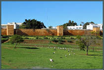Die gut erhaltene Stadtmauer von Rabat wurde im 12. Jahrhundert errichtet. Hier ist ein Teilabschnitt nahe der Chellah zu sehen. Das Gebiet ist ein beliebter Nistplatz von Strchen. (Rabat, 23.11.2015)