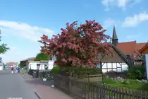 Schaprode im Nordwesten ist Ausgangspunkt f�r die F�hren von R�gen hin�ber nach Hiddensee (Mai 2011)