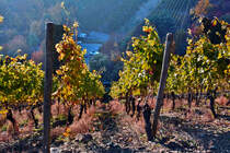 Wahnsinnig steiler Weinberg in Dernau/Ahrtal - 27.10.2015