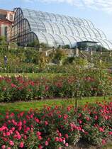 Palmenhaus auf der Insel Mainau (03.10.2015)
