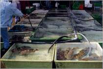 Auf dem Fischmarkt in Aberdeen geht es feucht zu. Die Fische werden lebend in groen Wannen angeboten, die stndig mit frischem Wasser versorgt werden, dass dann ber die Rnder auf den Fuboden luft. Scan eines Dias vom Januar 1997.