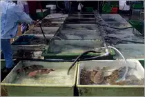 Auf dem Fischmarkt in Aberdeen geht es feucht zu. Die Fische werden lebend in gro�en Wannen angeboten, die st�ndig mit frischem Wasser versorgt werden, dass dann �ber die R�nder auf den Fu�boden l�uft. Scan eines Dias vom Januar 1997.