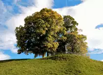 Einsiedeln, Baumgruppe am Friherrenberg, mit St. Benediktsstatue - 02.10.2015