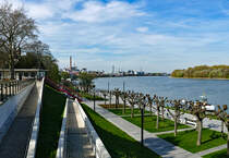 Rheinuferpromenade in Wesseling mit Blick in Richtung Godorf - 31.03.2017