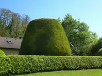 Kenzingen im Breisgau, Lebensbaum (Thuja) in stattlicher Gr��e, Mai 2017
