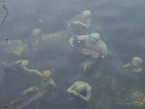 Kunst, die man leicht bersehen kann. Die Bronzeskulptur-Gruppe mit dem Namen  Agnete und der Wassermann  auf dem Grund des Slotsholm Kanales. (Kopenhagen, Mai 2010)