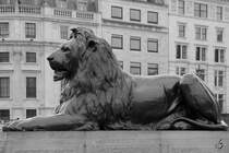 Eine Lwenfigur am Trafalgar Square im Herzen von London. (Mrz 2013)