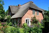 Reet, Rosen und Rittersporn - die fr�hsommerliche Kombination wurde aufgenommen in Oldsum auf F�hr am 17. Juni 2017.