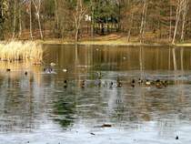 Auf dem d�nnen Eis des Schwemmteiches in Machern tummeln sich Stockenten und Ble�h�hner, 20.02.08