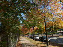 Hamburg am 7.10.2018: herbstlich gefrbte Mllner Landstrae im Stadtteil Billstedt /