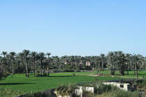 Grn und Palmen am Stadtrand von Kairo im Dezember 2018.