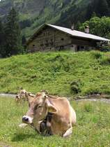Alpe Breitengehren hinter Eindsbach im Rappenalptal (Oberstdorf, Landkreis Oberallgu - Juli 2005)
