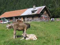 Die Alpe Vors III liegt weiter hinten im Tal hinter Gunzesried-Sge im Aubachtal (Gemeinde Blaichach, Landkreis Oberallgu - August 2005)