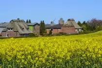 Reetdachh�user in N�belfeld (Kreis Schleswig-Flensburg) von der Nordstra�e (Bundesstra�e 199) aus gesehen. Aufnahme: 21. April 2020.