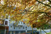 Bl�tter und �ste am oberen teil der Toosb�ystra�e in Flensburg. Aufnahme: 2. Mai 2020.