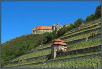 ber den Weinbergen bei Freyburg thront Schloss Neuenburg. (01.06.2020)