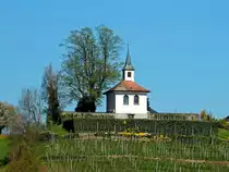 Weggis, Eggisb�hler Rebberg mit H�gelkapelle. 2007 wurde das Innere und 2009 das �ussere der Kapelle renoviert - 22.04.2015
