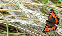 Schmetterling im Kornfeld Gattung Edelfalter.  Name: Kleiner Fuch.  Aufgenommen bei sehr bew�lktem Himmel,  Ort: 88263 Horgenzell nahe Ortsteil Danketsweiler.