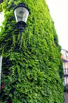 Fassade mit Efeu begr�nt. Motiv om B�ckergang in der L�becker Innenstadt. Aufnahme: 21. August 2021.
