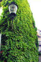 Fassade mit Efeu begrnt. Motiv om Bckergang in der Lbecker Innenstadt. Aufnahme: 21. August 2021.