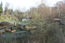 Hamburg am 8.1.2022: erstes Frhlingszeichen an einem pdagogisch betreuten Bauspielplatz im Stadtteil Billstedt /