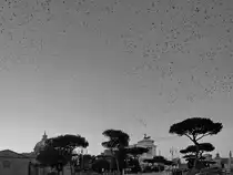 Wie eine Szene aus  Die V�gel  waren pl�tzlich tausende V�gel in der Luft. (Rom, Dezember 2015)