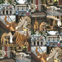 Montage
NATURKUNDEMUSEUM BERLIN
2007