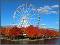 Umgeben von leuchtenden Ahornbumen steht das Riesenrad La Grande Roue de Montral im alten Hafen von Montreal. (10.10.2022)