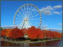 Umgeben von leuchtenden Ahornbumen steht das Riesenrad La Grande Roue de Montral im alten Hafen von Montreal. (10.10.2022)