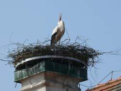 Der Storch...