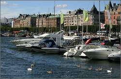 Eine Schwanenfamilie unterwegs im Ladug�rdslandsviken.