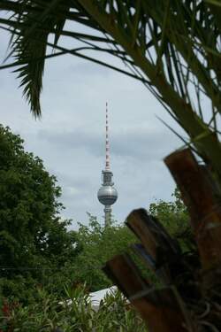 Der Berliner Fernsehturm unter Palmen.
