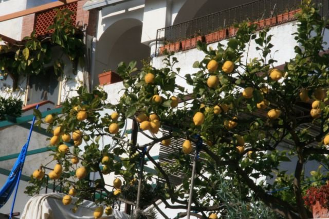 Zitronen in einem Vorgarten in Anacapri; 10.02.2008